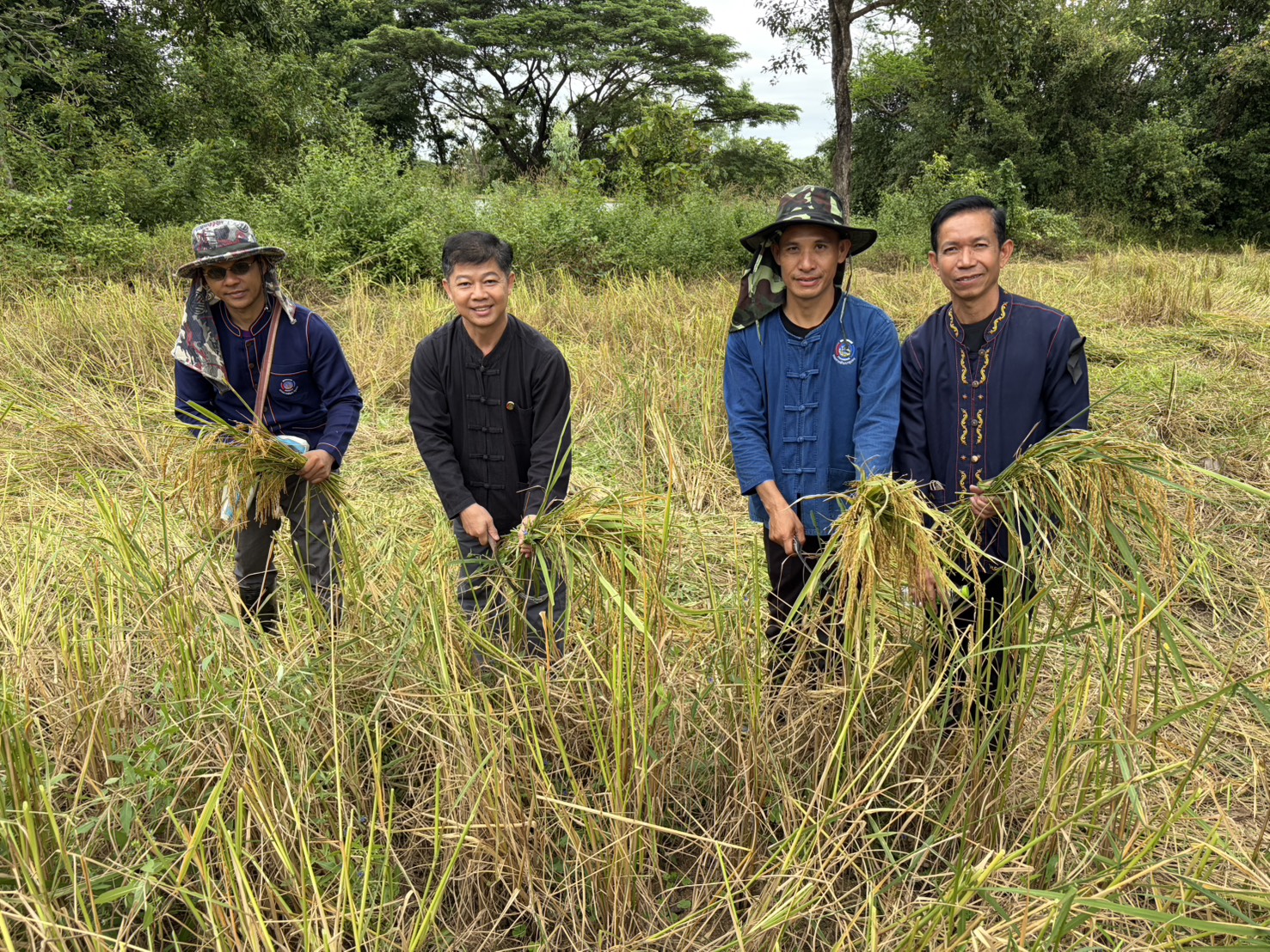 พช.หนองคาย ร่วมแรงเอามื้อสามัคคี "เกี่ยวข้าว เกี่ยวใจ สานสายใย ชาว ศพช.อุดรธานี"