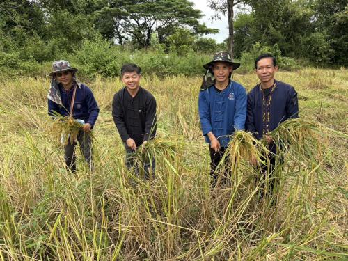 พช.หนองคาย ร่วมแรงเอามื้อสามัคคี "เกี่ยวข้าว เกี่ยวใจ สานสายใย ชาว ศพช.อุดรธานี"